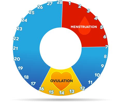 Womens Fertility Cycle Chart
