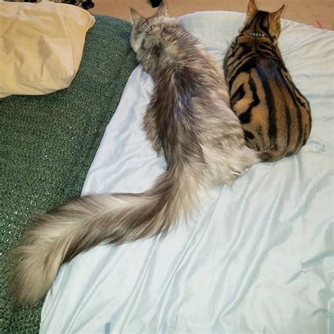 Wonderful Animals With The Longest Tails In The World