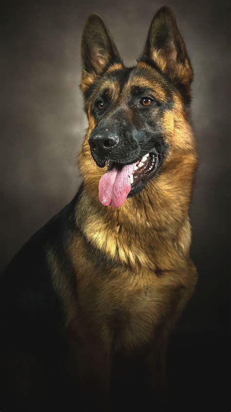 Wonderful Vintage German Shepherd K-9