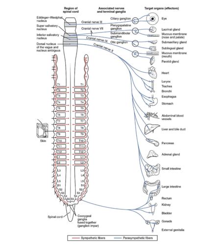 😈 XxX Wonderfulbre Leaks