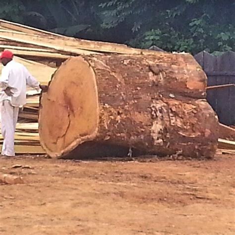 Wood Oscar Instagram Douala