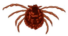 Wood Tick - Wood Tick Control - pestnet.com