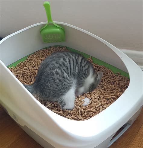 Wood cat litter. Cats are beloved pets that bring joy and companionship to their owners. However, one of the most difficult aspects of owning a cat is dealing with their litter box. The Littermaid ... 