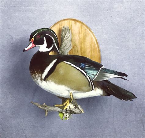 Jul 4, 2023 · Bring the beauty of nature indoors with this wood duck pair mount. This display showcases the vibrant plumage of wood ducks on a driftwood branch affixed to a wood habitat base. You can put it on a desk, mantle, counter, or shelf. 6. Wood Duck Tabletop Driftwood. Add a rustic and whimsical touch to your decor with this wood duck tabletop mount. . 