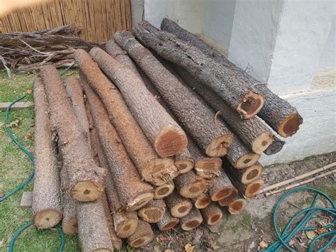 Wood logs for sale Ads Gumtree Classifieds South Africa