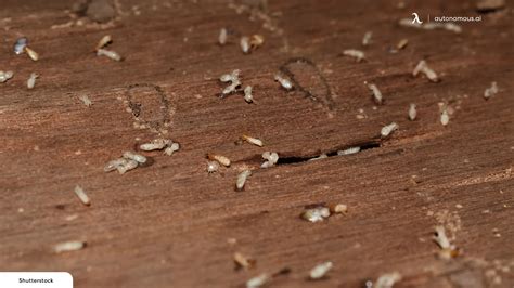 Wood mite. 1. Humid Environment. One of the most common causes of wood mites indoors is a humid environment. When there is too much moisture in the air, it can … 