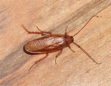 As adults, household cockroaches remain a darker brown or reddish color. Wood roaches grow into a light beige or brown color. Wood roaches are slightly smaller than cockroaches, at about 0.75 to 1.25 inches in length. Habitat. Wood roaches are commonly found in the wild, not the home. They live in rotting wood or uprooted and …. 