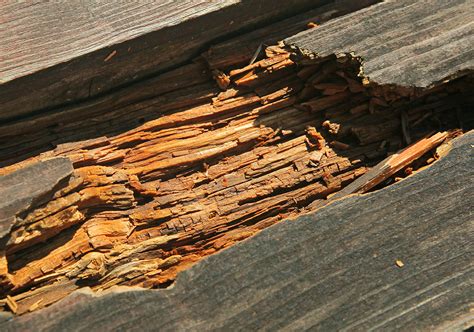 Wood rot. What Is Wood Rot? Wood rot is caused by fungi (molds) that thrive in damp conditions. The fungus grows slowly over time, causing the wood to weaken and break down. Once the wood rots away, water can enter the wall cavity and cause further damage. Wood rot is a common problem for homeowners who live in areas where trees naturally … 