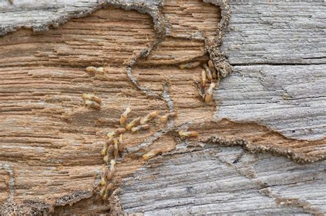 Wood termite. These insects feed on wooden structures and damage the structural integrity of many home components. Scheduling a termite inspection with a pest control professional is the first step in ... 