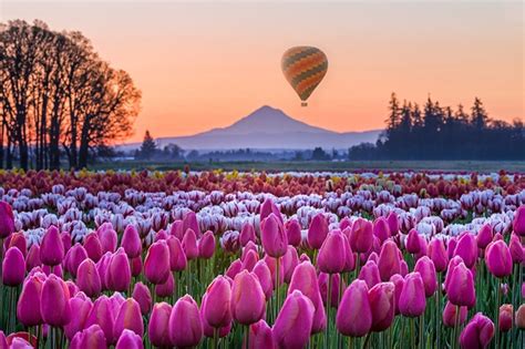 Woodburn tulip festival. Things To Know About Woodburn tulip festival. 