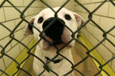 Woodbury Humane Society to reopen with limited services Monday