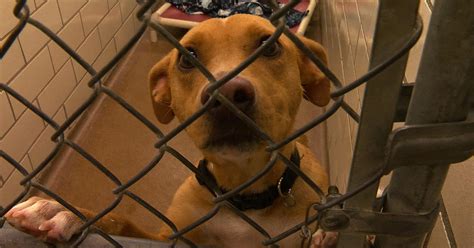 Woodbury animal shelter. Things To Know About Woodbury animal shelter. 