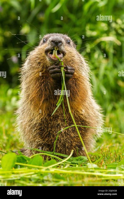 Woodchuck Eating Pictures, Images and Stock Photos