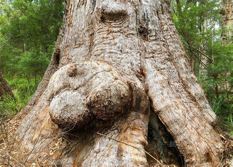 Wooden burls for sale. Nov 11, 2019 ... Similar to the growth described for cherry burl grain, maple burls explode outward, and as the wood grows, it leaves traces of its growth along ... 