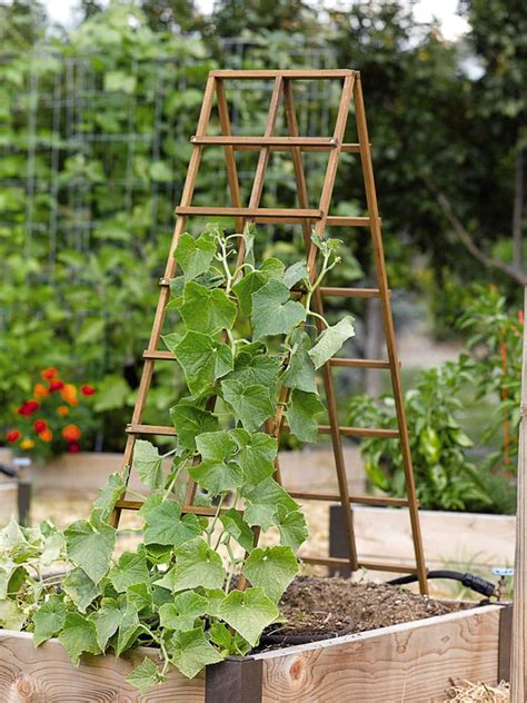 Wooden frame for climbing plants.  With a ladder-like structure, it is sta...