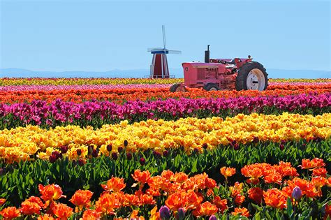 Wooden shoe tulip farm. One of the last tulips to tulips to bloom introduced in 1950. Large oval, marbled cream and white flowers. Color: White. Height: 26-28". Blooming Season: Late Spring. Zone: 3-7. Sun Requirements: Partial Sun. Full Sun. Characteristics: Cut Flower. 