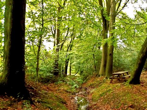 Woodland Buyers Tyne & Wear - We Buy Woodlands In Tyne