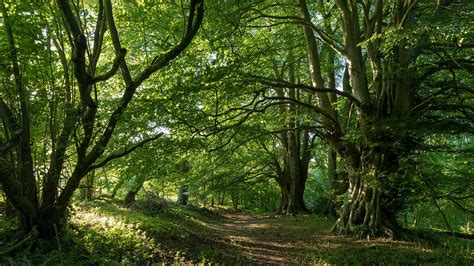 Woodland burial gloucestershire.  The planet needs more broadleaf trees t...