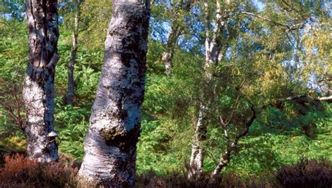 Woodland expansion across Scotland NatureScot