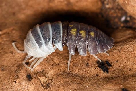 Woodlouse Animal Facts Armadillidium vulgare - AZ Animals