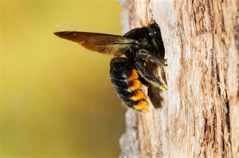 Woods bees. Things To Know About Woods bees. 