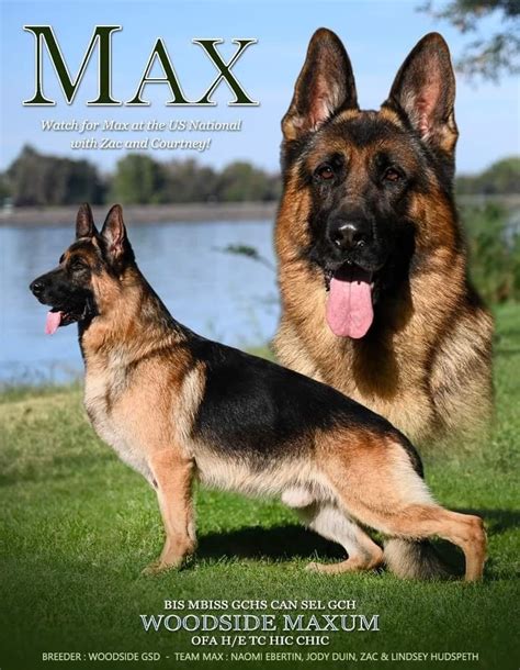 Woodside German Shepherds Success That Breeds On