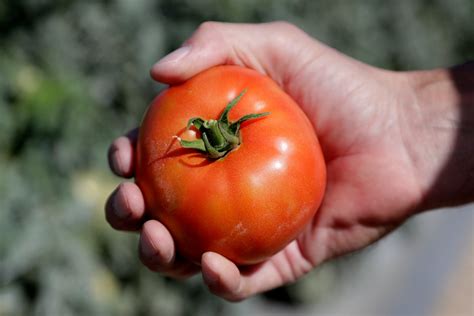 Woodward: Florida’s tomato fight could hike grocery bills