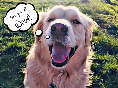 Woof woof. Half Day Daycare. Come in early for our morning half-day play session or sleep in late and have your pup stop in for our afternoon playtime! Morning half-days start at 6:30 am and end at 1:00 pm. Afternoon half-days begin at 12:00 pm and end at 6:30 pm. 