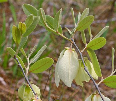 Woolly Pawpaw - Wild Weeds - UF/IFAS Extension Baker County