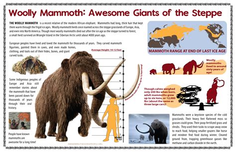 The woolly, Northern, or Siberian mammoth (Mammuthus primigenius) is by far the best-known of all mammoths and may have persisted as late as 4,300 years ago.