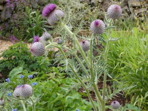 Woolly thistle. We would like to show you a description here but the site won’t allow us. 