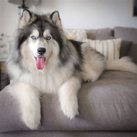 Wooly siberian husky. The Siberian Husky has a fairly typical northern breed appearance, with features that help protect them from cold temperatures. The small, furred ears retain heat; they can sleep with their nose buried in their bushy tail; and their thick double coat repels moisture with its outer guard hairs while retaining heat with its dense wooly undercoat. 