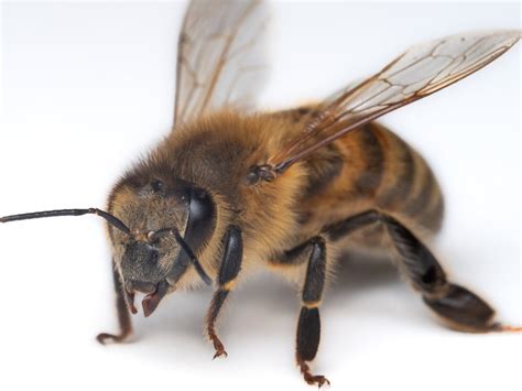Worker bees. 6 meanings: → see worker (sense 5) 1. a person or thing that works, usually at a specific job 2. an employee in an.... Click for more definitions. 