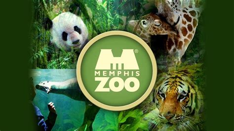 Working at Memphis Zoo: 64 Latest Reviews Indeed.com