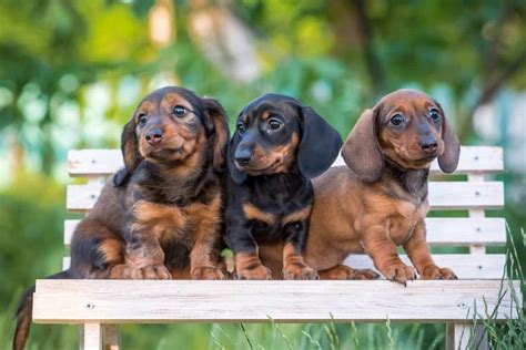 Working dachshund breeders.  Their adherence to high standards ensures that eac...