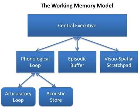 Working memory model example.  Discover the power of working memory and how it influences e...