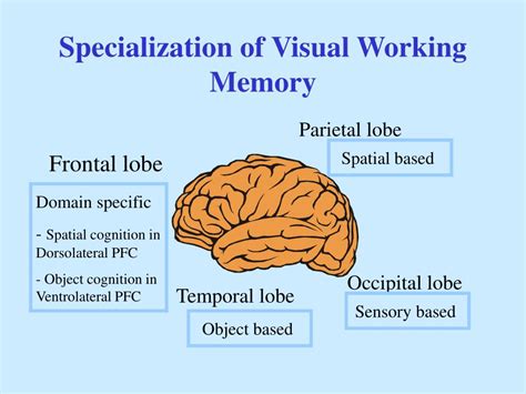 Working memory representations in visual cortex mediate ... - Nature