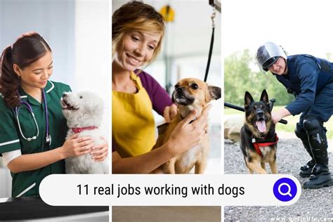 Working with Dogs Jobs in Northern Ireland Careerjet