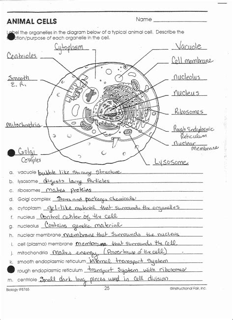Worksheet Animal Cell Answers