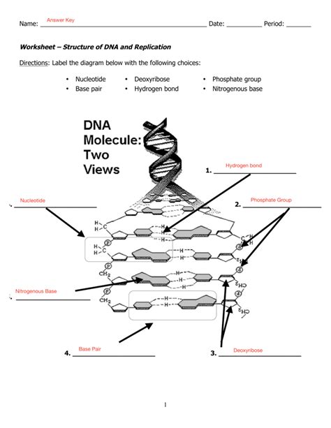 Worksheet Dna Structure
