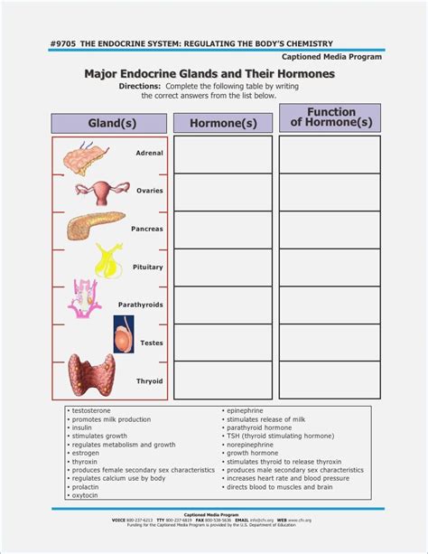 Worksheet For Endocrine System
