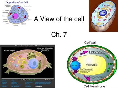 Worksheet Of Cell A The 7 View Chapter