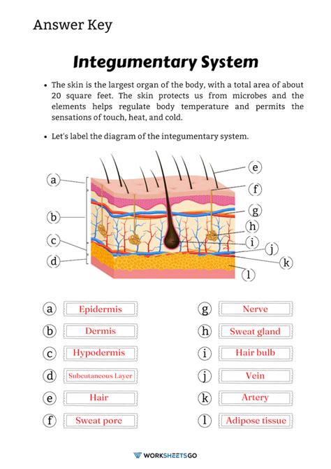 Worksheet The Integumentary System Answer Key