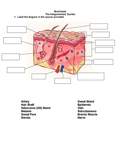 Worksheet The Integumentary System PDF Worksheets Library