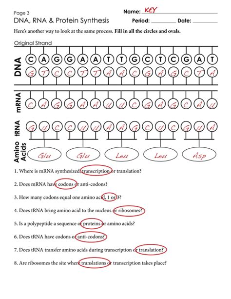 Worksheet Translation Transcription Synthesis Protein Answers