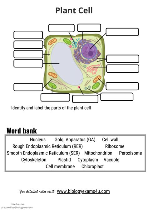 Worksheet and Quiz on Plant Cell Structure and Function Plant cell