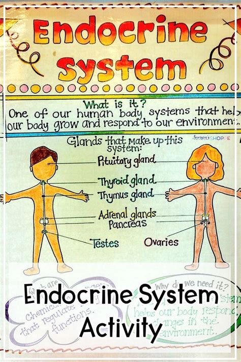 Worksheets On Endocrine System Printable And Enjoyable Learning
