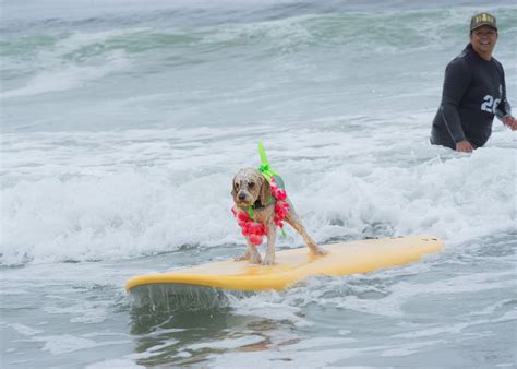 World Dog Surfing Championships today in Pacifica
