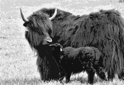 World Heritage Yak Conservancy - EverybodyWiki Bios & Wiki