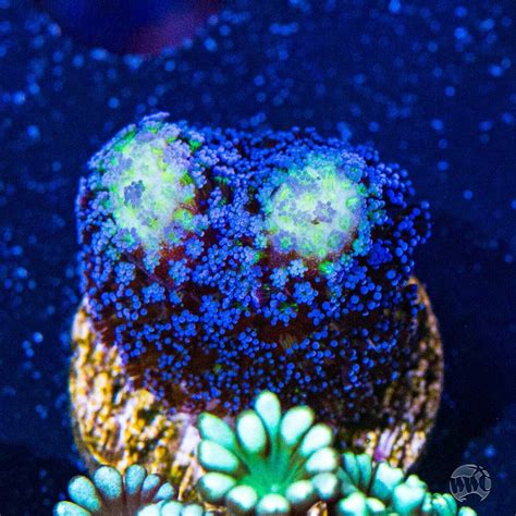 World Wide Corals Blue Stylophora WYSIWYG Live Coral - 180